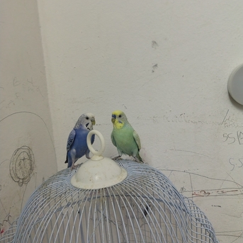 Jeddah, Pet Supplies, SAR 150,  2 Beautiful Budgies Pair With Cage And Budgie Food