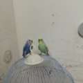 SAR 150,  2 Beautiful Budgies Pair With Cage And Budgie Food