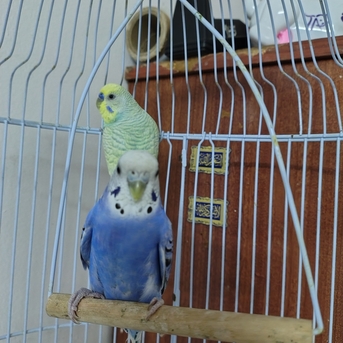 Jeddah, Pet Supplies, SAR 150,  2 Beautiful Budgies Pair With Cage And Budgie Food