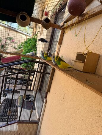 Al Jubail Al Balad, Pet Supplies, SAR 65,  Budgies(Love Birds)