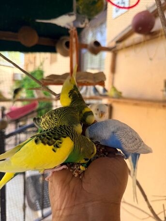 Al Jubail Al Balad, Pet Supplies, SAR 65,  Budgies(Love Birds)
