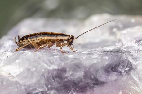New York, Pest Control, Cockroach Exterminator In Orange County | Fast & Reliable Service