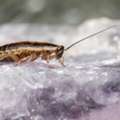 Cockroach Exterminator In Orange County | Fast & Reliable Service