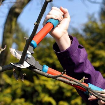 Sydney, Business, Tree Pruning West Pymble | North Shore Tree Loppers