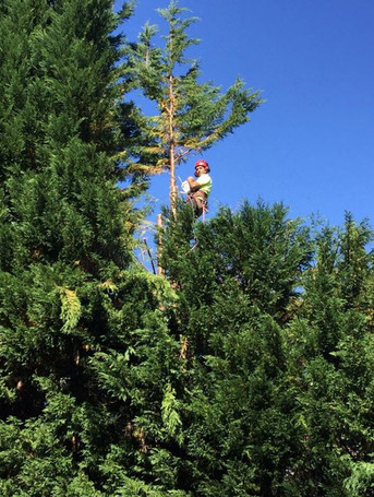 Sydney, Business, Tree Pruning West Pymble | North Shore Tree Loppers