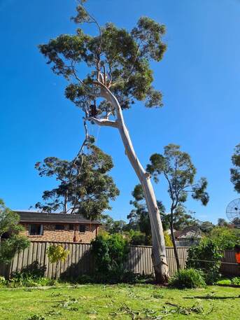 Sydney, Business, Tree Services Kirribilli | Sydney Tree Felling