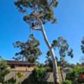 Tree Services Kirribilli | Sydney Tree Felling