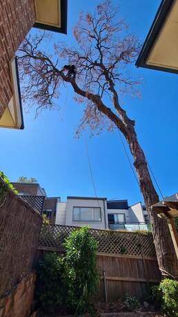 Sydney, Business, Tree Services Kirribilli | Sydney Tree Felling