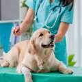 Buy Pet Bleeding Control Products In Tacoma For Quick And Reliable Emergency Care Solution