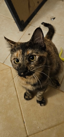 Riyadh, Pet Adoption, Home-Ready Kitten