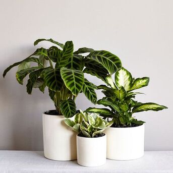 Mumbai, Business, Gardening Kits In Vashi &ndash; Grow Your Green Space With Ease!