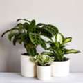 Gardening Kits In Vashi &ndash; Grow Your Green Space With Ease!