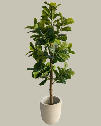 Sydney, Household Items, Artificial Plants