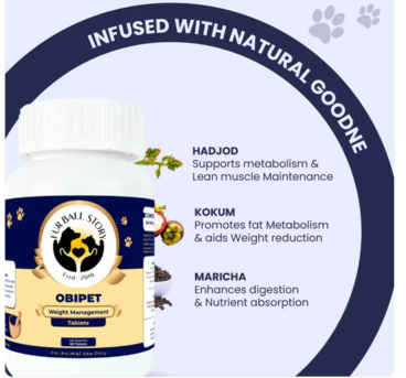 Gurgaon, Pet Sitting, This Isn&rsquo;t About Weight&hellip; It&rsquo;s About That Spark