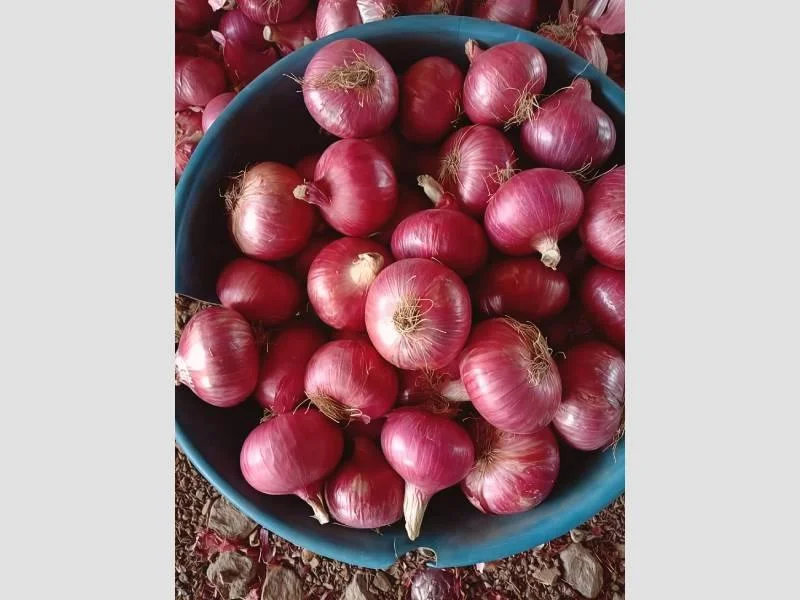 New York, Food, USD 5,  Big Onion 50mm