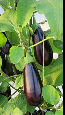 Riyadh, Business Partners, Looking For Investor / Partner