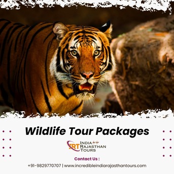 Jaipur, Travel, Explore The Wild Side With India Wildlife Tour Packages By Rajasthan Tours