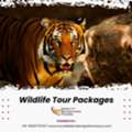Explore The Wild Side With India Wildlife Tour Packages By Rajasthan Tours