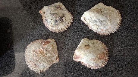 Manama, Free Items, BHD 20,  For Sale Natural Oysters