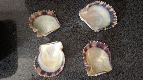 Manama, Free Items, BHD 20,  For Sale Natural Oysters