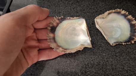 Manama, Free Items, BHD 20,  For Sale Natural Oysters