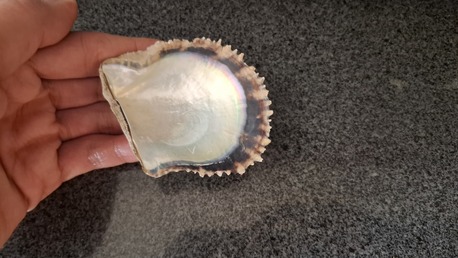 Manama, Free Items, BHD 20,  For Sale Natural Oysters