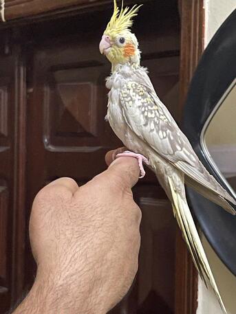 Riyadh, Pet Supplies, SAR 600,  Cockatiel Babies 2 Months - Alif - Tamed - Ready For Trained
