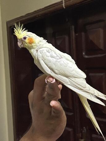 Riyadh, Pet Supplies, SAR 600,  Cockatiel Babies 2 Months - Alif - Tamed - Ready For Trained