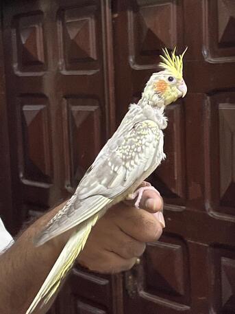 Riyadh, Pet Supplies, SAR 600,  Cockatiel Babies 2 Months - Alif - Tamed - Ready For Trained
