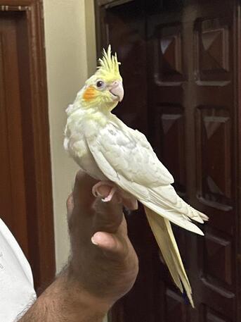 Riyadh, Pet Supplies, SAR 600,  Cockatiel Babies 2 Months - Alif - Tamed - Ready For Trained