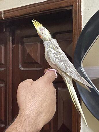 Riyadh, Pet Supplies, SAR 600,  Cockatiel Babies 2 Months - Alif - Tamed - Ready For Trained