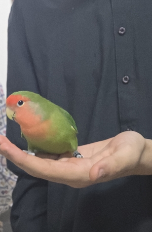 Jubail, Pet Supplies, SAR 400,  TAME LOVE BIRDS PAIR