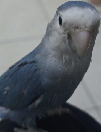 Jubail, Pet Supplies, SAR 400,  TAME LOVE BIRDS PAIR