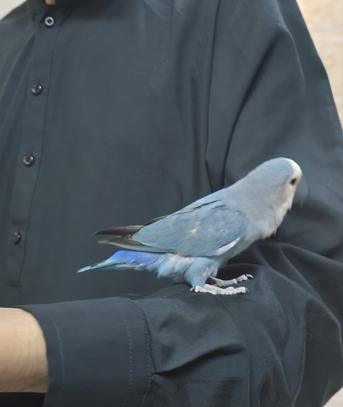 Jubail, Pet Supplies, SAR 400,  TAME LOVE BIRDS PAIR