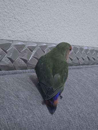 Jubail, Pet Supplies, SAR 400,  TAME LOVE BIRDS PAIR