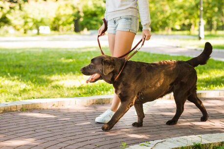 Nagpur, Pet Sitting, Dog Walking Services In Nagpur