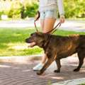 Dog Walking Services In Nagpur