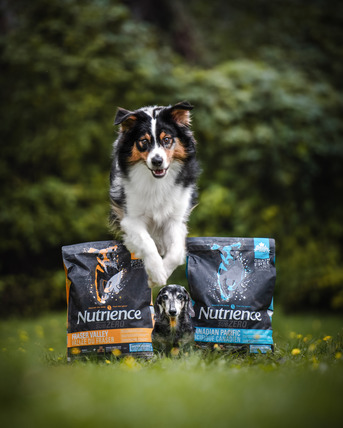 Mumbai, Pet Supplies, Daily Feeding Made Better With Quality Dog Food