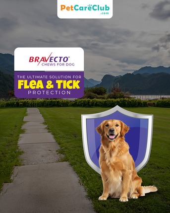 New York, Pet Supplies, USD 37,  Bravecto Chews For Dogs: The Ultimate Solution For Flea & Tick Protection - PetCareClub