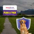 USD 37,  Bravecto Chews For Dogs: The Ultimate Solution For Flea & Tick Protection - PetCareClub
