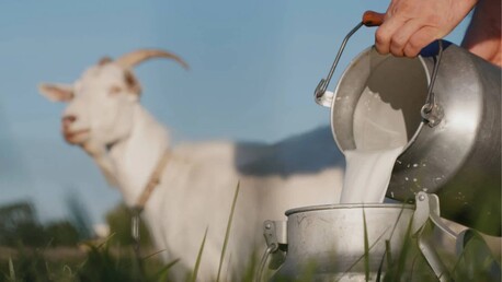 Goa, Health, How To Use Goat Milk For Baby?