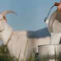How To Use Goat Milk For Baby?