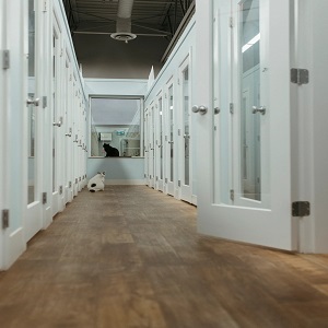 Surrey, Pet Sitting, Cat Utopia