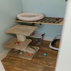 Surrey, Pet Sitting, Cat Utopia