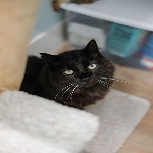 Surrey, Pet Sitting, Cat Utopia