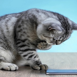 Surrey, Pet Sitting, Cat Utopia