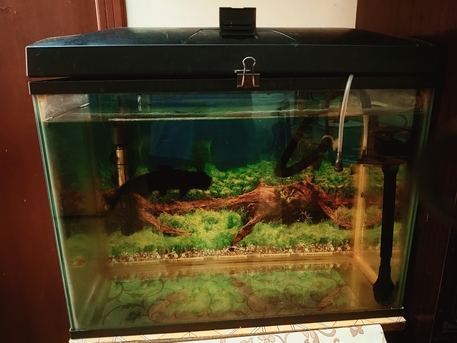 Manama, Pet Supplies, BHD 1,  Fish Tank /Aquarium Urgent Sale