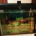 Fish Tank /Aquarium Urgent Sale