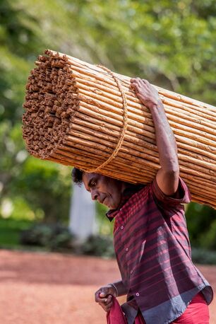 Khobar, Food, SAR 1,  Ceylon Cinnamon From Sri Lanka