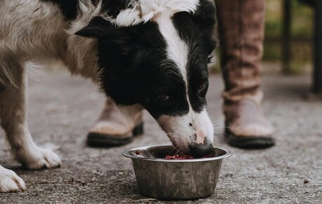 Goa, Health, How Much Goat Milk Can I Give My Dog? A Simple Guide For Pet Parents